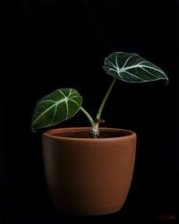 Alocasia Black Velvet