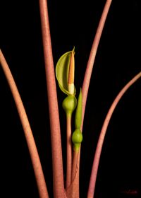 Alocasia Pink Dragon Blume